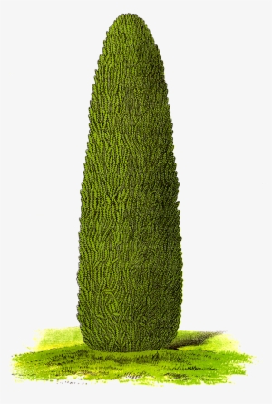 Digital Download Tree Clipart - Png Botanical Tree #252486