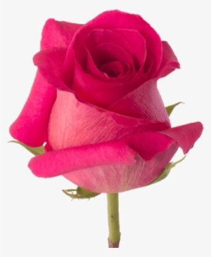 Pink Roses - Dark Pink Roses Png #253259