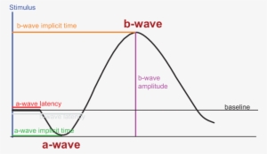 The A Wave Of The Electroretinogram Reflects The Activity - Electroretinography #253471