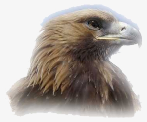 Eagle Head Png Clipart - Sport Club Corinthians Paulista #253821