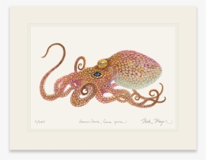 California Two Spot Octopus #254398