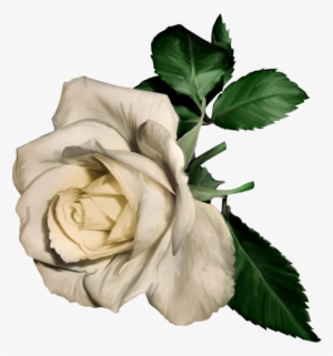 3d White Rose - White Rose Painting Png #254502