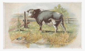 Lion Coffee The Frogs And The Bull Victorian Advertising - Advertising #254560