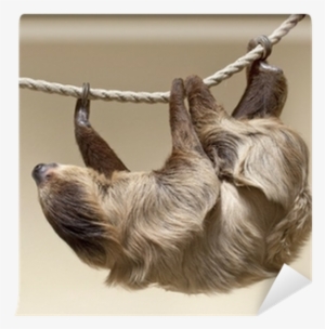 Sloth Color #254864