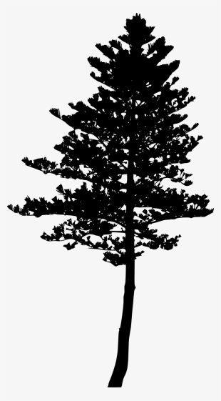 Free Download - Pine Tree Silhouette #255183 Free Download - Pine Tree Silhouette #255183