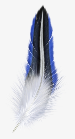 Blue And White Feather Clipart - Blue And White Feather #255184