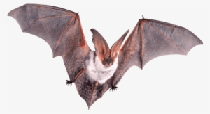 Bat Flying Open Wings - Ratbat Jamaica #255459