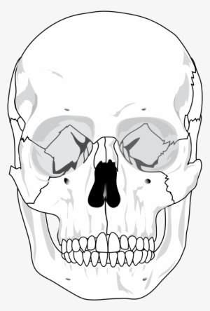 The Editing Of The Human Skull - Human Skull Blank Diagram #255890