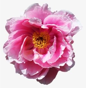 Rose Flower Png Image - Peony Transparent Background #256654