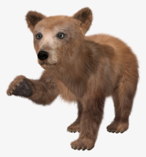 Bear Png High-quality Image - Bear Cub Transparent Background #257433