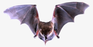 Bat Png Image Without Background - Big Brown Bat #257752