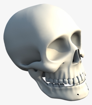 The Skull Of Human - Skull #258170