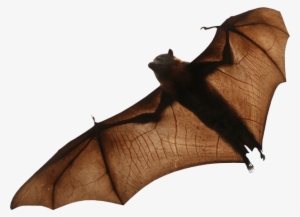 Bat Png #258412