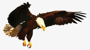 News Eagle & New Merchandise Coming Soon Eagle #258434