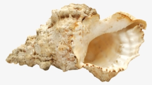 Sea Shell Png Transparent Image - Maca #258548