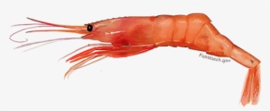 Atlantic Northern Shrimp - Pandalus Borealis #258706