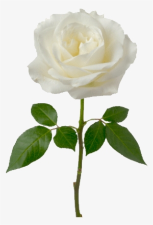 Rosa Blanca Soltera Transparente - White Rose Png #259109