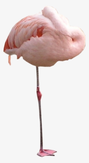 Flamingo Png Texture - Flying Flamingo Png Transparent #259527