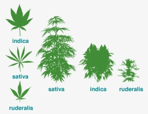 Types Of Marijuana The Beginners Guide To Cannabis - Cannabis Ruderalis ...