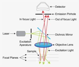 Confocal Microscopy Is An Advanced Light Microscopy - Confocal Microscopy #2501038