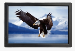 Special Custom Led Tv For Restaurant - 5d Diy Diamond Painting Animal Kits Diamond Rhinestones #2501465