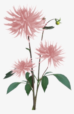 Jacey-light Pink Dahila Plant Texture - White Flowers Plant Png #2503839