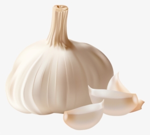 Garlic Clipart Garlic Clove - Garlic Png #2505004
