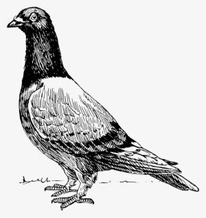 This Free Icons Png Design Of Pigeon 2 #2506468