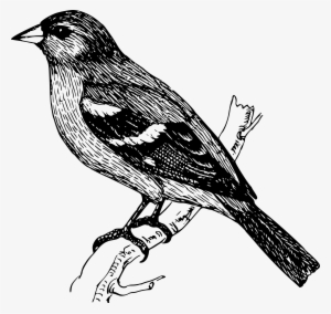 Finch Clipart Bird Png - Bird On A Branch Drawing #2506516