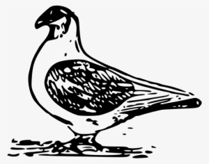 Pigeon 2 Png Clip Arts #2506548