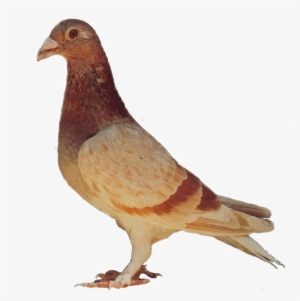 Rock Dove #2506575