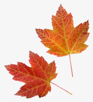 Vector Download Fall Transparent Tumblr - Fall Png #2508800