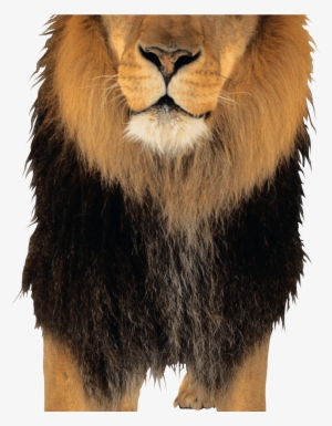 Lion Png Image - Lion Png #2511613