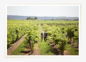 Latest News - Grape #2513002