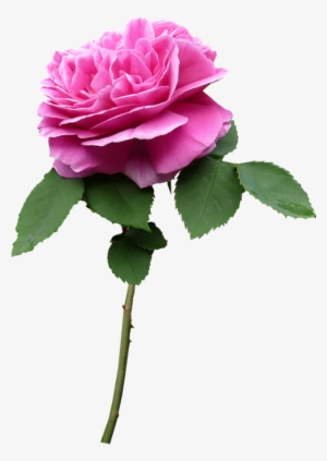 Stem, Rose, Pink, Flower - Flower With Stem Png #2516371