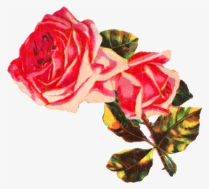 Rose Flower Pink Shabby Chic Botanical Download Clipart - Clip Art #2516621