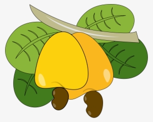 Cashew Yellow Nut Free Pnglogocoloring Pages - Cashew Fruit Clipart #2517287