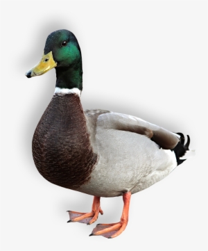 Duck - Duck Pngh #2517329