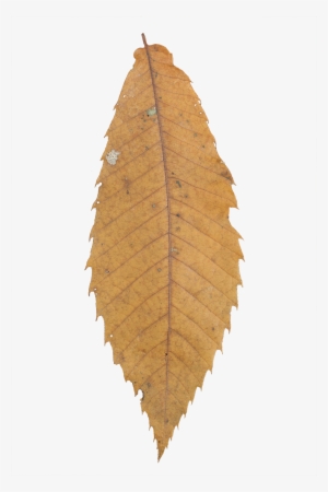 Vegetation Leaf Dry 01 - Maple #2518990 Vegetation Leaf Dry 01 - Maple #2518990