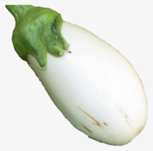 White Eggplant #2519622