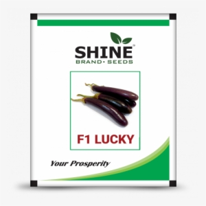 Brinjal F1-lucky - Marigold Brezza Orange #2519744