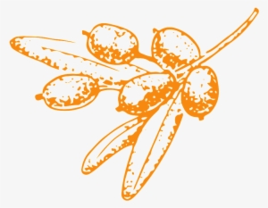 Hand Drawn Fruit Transparent Vegetables - Guestbook #2520716