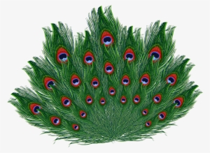 More Information - Galliformes #2520857