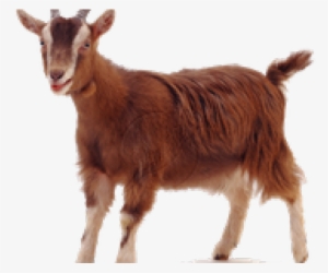 Goat Png Transparent Images - Goat Png #2521169