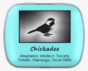 Chickadee Bird Meaning, Spirit Guide - Chickadee #2521247