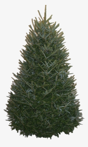 Balsam-fir Original - 12 Foot Fraser Fir Christmas Trees #2521347