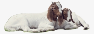 Goats - Goat #2521351