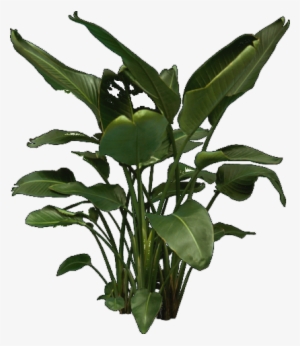 Png Images For Photoshop Trees Tree Plan View Png - Giant Bird Of Paradise Png #2521401