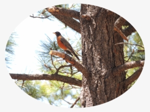 Extra Shots - Common Crossbill #2521424