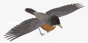 Birds Png Images - European Swallow #2525437